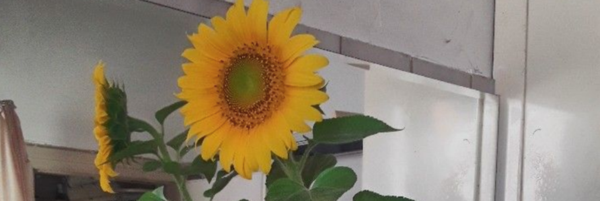 Feuchte messen im Blumenkasten